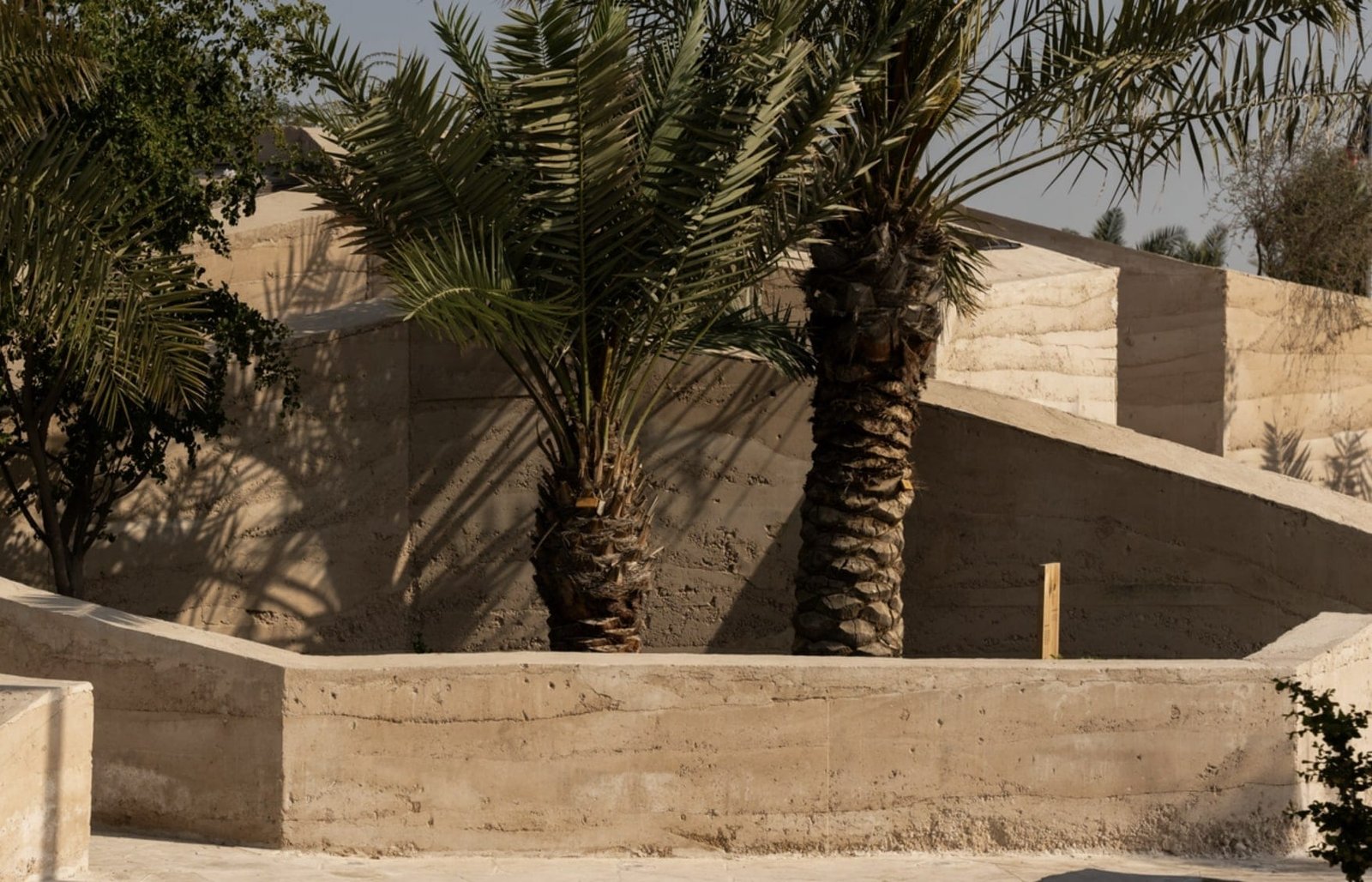 Date palms rising against in-situ rammed earth garden walls, the lift lines running through the strata